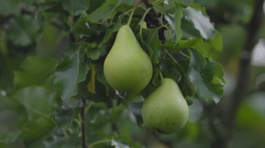 Armutlar yağmurdan sonra ıslak bir ağaçta