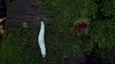 Ağaçta sürünen Manduca sexta caterpillar