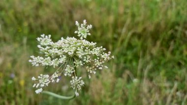 Daucus carota rüzgarda sallanıyor