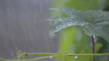 Şiddetli yağmurda üzüm yaprakları