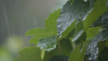 Şiddetli yağmurda üzüm yaprakları