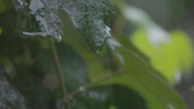 Şiddetli yağmurda üzüm yaprakları