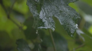 Şiddetli yağmurda üzüm yaprakları