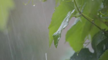 Şiddetli yağmurda üzüm yaprakları