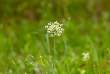 Daucus carota rüzgarda sallanıyor