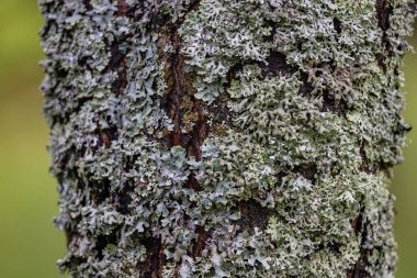 The lichen has captured the trunk of the tree