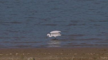 Beyaz balıkçıl Ardea alba Gölde avlanıyor