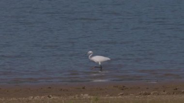 Beyaz balıkçıl Ardea alba Gölde avlanıyor