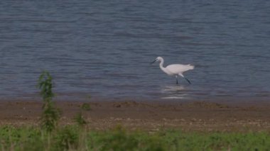 Beyaz balıkçıl Ardea alba Gölde avlanıyor