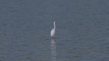 Beyaz balıkçıl Ardea alba Gölde avlanıyor