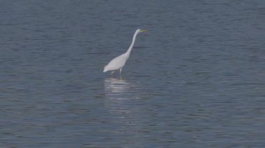 Beyaz balıkçıl Ardea alba Gölde avlanıyor