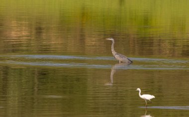 Gri Heron Ardea Cinerea Gölde Avlanıyor