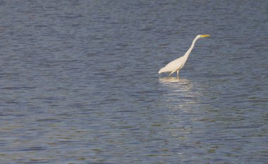 Beyaz balıkçıl Ardea alba Gölde avlanıyor