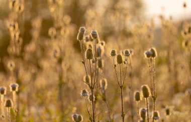 Genç Dipsacus fullonum bitkisi çayırda
