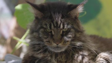 Mermer renkli bir rakunun pusuya düşürülmüş portresi.