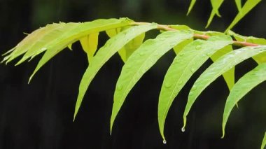 Şiddetli yağmur altında akasya dalları