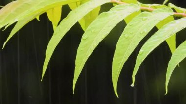 Şiddetli yağmur altında akasya dalları