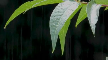 Şiddetli yağmur altında akasya dalları