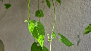 Fallopia konvolvulus liana rüzgarda sallanıyor.