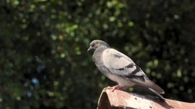 Bir şehir güvercini güneşte güneşleniyor