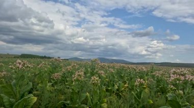 Dağlık bölgede çiçek açan Nicotiana tabacum tarlası