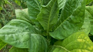 Nicotiana tabacum yapraklarının yakın çekimi