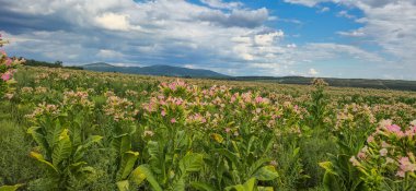 Dağlık bölgede çiçek açan Nicotiana tabacum tarlası