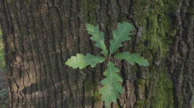 Genç, yaşlı bir meşe ağacına ateş eder