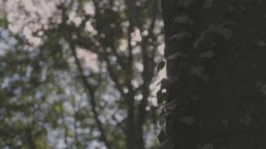 Ivy ağaç gövdesinde parazit yapıyor.