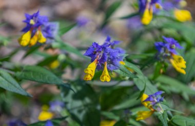 Bir dağ ormanında Melampyrum nemorosum