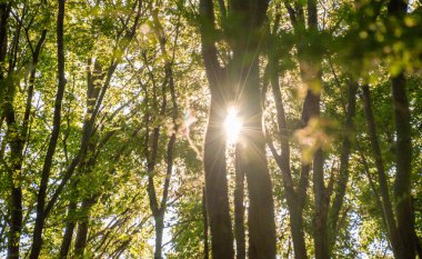 Sonbahar kayın ağacı ormanında