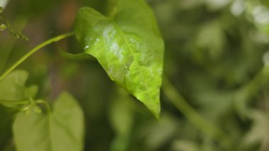 Yeşil bir yapraktan şeffaf bir su damlası akar.