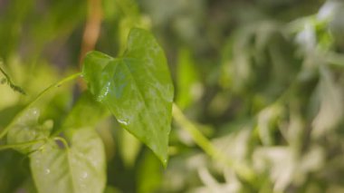 Yeşil bir yapraktan şeffaf bir su damlası akar.