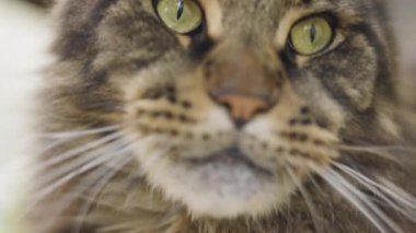 Esneyen bir Maine Rakunu 'nun yumuşak odak portresi