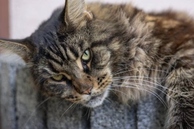 Maine Rakunu, açık hava saksısında dinleniyor.