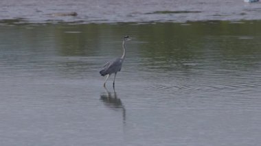 Gri Heron Ardea Cinerea Gölde Avlanıyor
