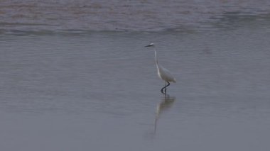 Beyaz balıkçıl Egretta Garzetta Gölde avlanıyor