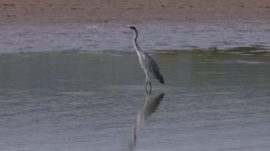 Gri Heron Ardea Cinerea Gölde Avlanıyor