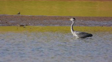 Gri Heron Ardea Cinerea Gölde Avlanıyor