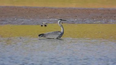 Gri Heron Ardea Cinerea Gölde Avlanıyor