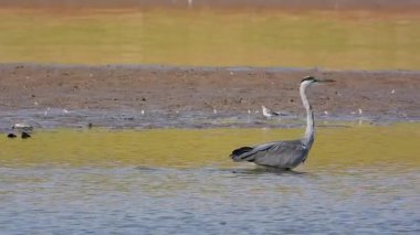 Gri Heron Ardea Cinerea Gölde Avlanıyor