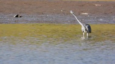 Gri Heron Ardea Cinerea Gölde Avlanıyor
