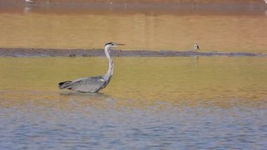 Gri Heron Ardea Cinerea Gölde Avlanıyor