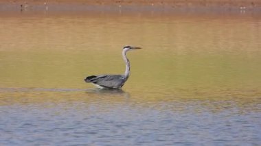 Gri Heron Ardea Cinerea Gölde Avlanıyor