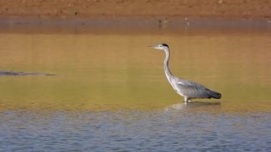 Gri Heron Ardea Cinerea Gölde Avlanıyor