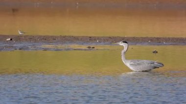 Gri Heron Ardea Cinerea Gölde Avlanıyor