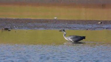 Gri Heron Ardea Cinerea Gölde Avlanıyor