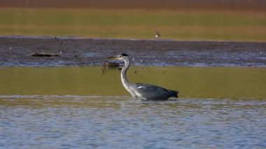 Gri Heron Ardea Cinerea Gölde Avlanıyor