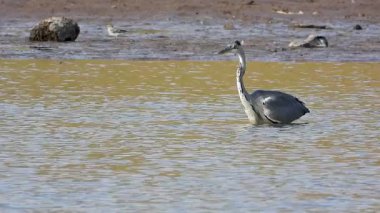 Gri Heron Ardea Cinerea Gölde Avlanıyor