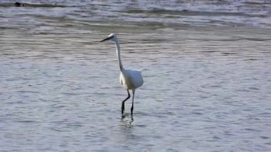 Beyaz balıkçıl Egretta Garzetta Gölde avlanıyor